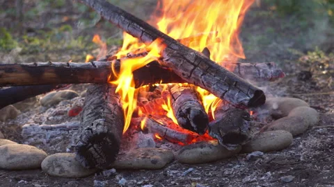 Close-up Campfire Flames in Pine Forest, Spring, Blurred Background Video stock 334066944