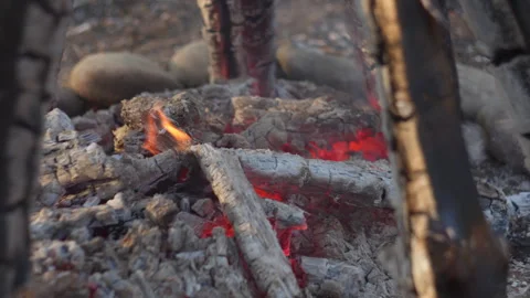 Close-up Campfire Flames in Pine Forest, Spring, Blurred Background Video stock 334066971