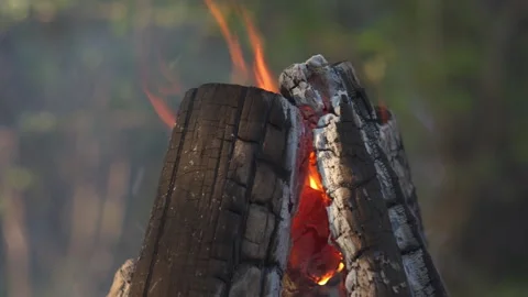 Close-up Campfire Flames in Pine Forest, Spring, Blurred Background Video stock 334068182