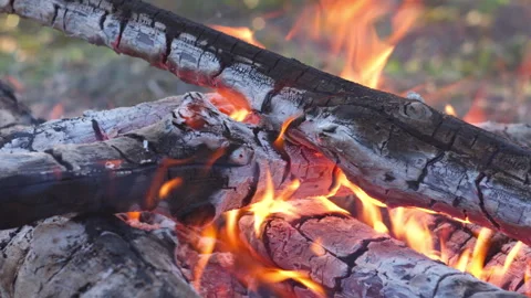 Close-up Campfire Flames in Pine Forest, Spring, Blurred Background Video stock 334068699