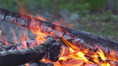 Close-up Campfire Flames in Pine Forest, Spring, Blurred Background Stock-Footage 334068864