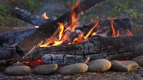 Close-up Campfire Flames in Pine Forest, Spring, Blurred Background Video stock 334069225