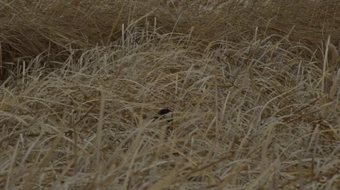 Close on canada goose head poking above reeds in wind Stock Footage 68085520