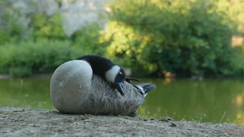 Close Up of Canada Goose Preening Feathers on Lake Bank at Parc des Buttes-Chaum Stock Footage 338383653
