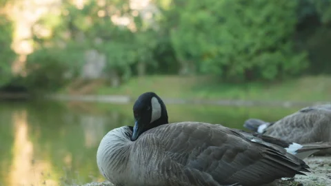 Close Up of Canada Goose Resting by the Lake Shore at Parc des Buttes-Chaumont i Stock Footage 338383592