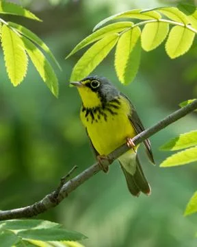 Close up of Canada Warbler perching on tree branch Stock Photos