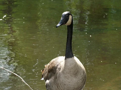 Close up of a canadian goose Video stock 76438415