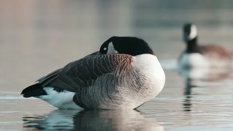 Close Up Of Canadian Goose Sleeping In The Water In Lake Hayes