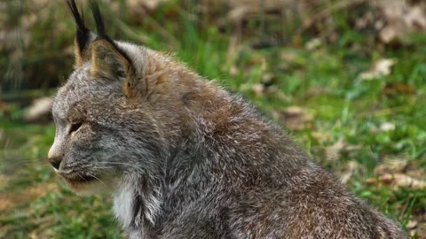 Close up of a canadian lynx  Stock Footage 271209424