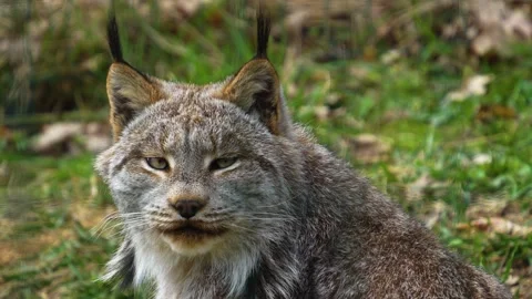 Close up of Canadien bob cat Stock Footage 271203495