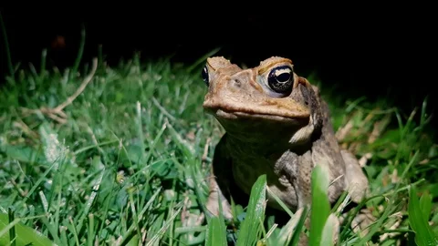 Close up of a cane toad at night Stock Footage 106410939