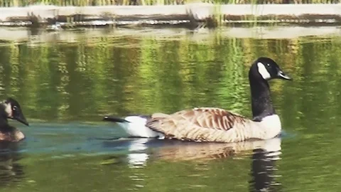 Close Up of Canedian Geeze. Stock Footage 97208723