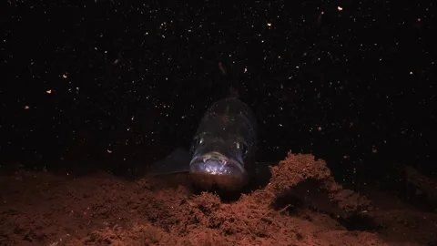 Close up on the canine teeth of a zander resting on an ochre lake bed at night Stock Footage 346560061