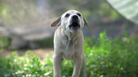 Close-up of Canis lupus dingo, barking dog, white fur Stock Footage 265395735