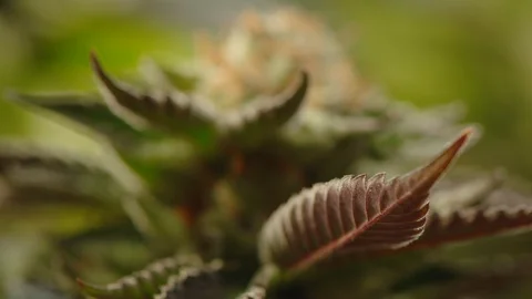 Close up cannabis flower Stock Footage 100994202