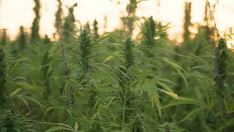 Close up cannabis leafs and narcotic bud in hemp plantation. With sun flare in Stock Footage 119062198