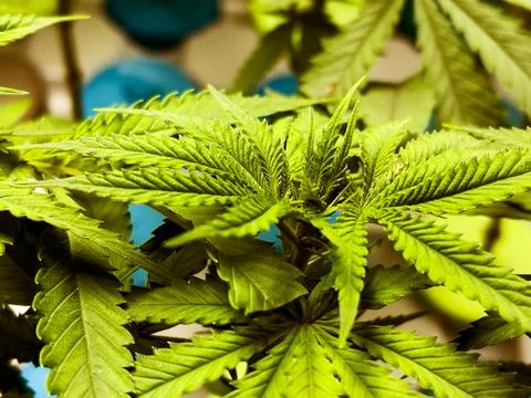 A close-up of a cannabis plant Stock Photos