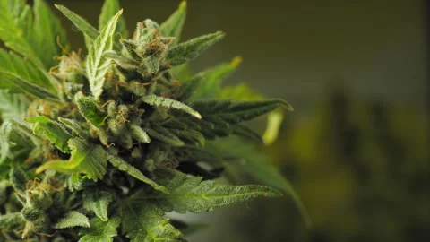 Close-up: cannabis plant surface. THC crystal structures visible. 動画素材 287425016