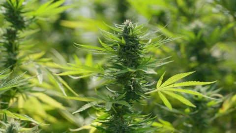 Close up of the cannabis plants Stock Footage 194426658