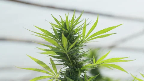 Close up of the cannabis plants Stock Footage 194427123