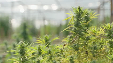 Close up of the cannabis plants Stock Footage 194427124