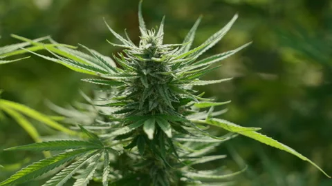 Close up of the cannabis plants Stock Footage 194427173