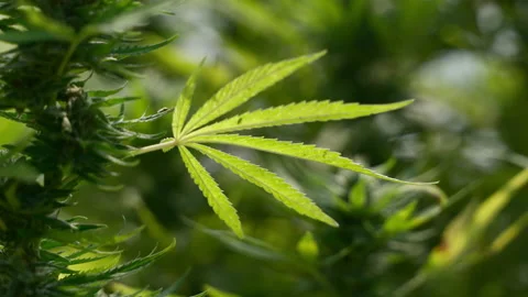 Close up of the cannabis plants Stock Footage 194432208