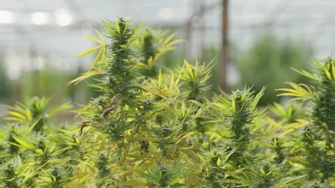 Close up of the cannabis plants Stock Footage 194432309