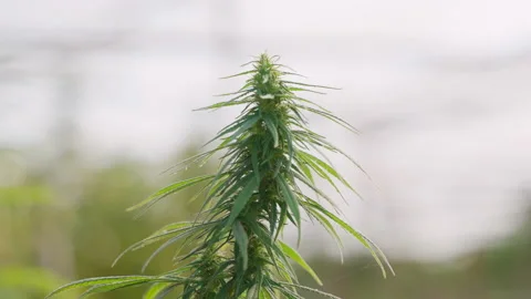 Close up of the cannabis plants Stock Footage 195622994