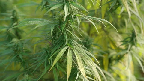 Close up of the cannabis plants Stock Footage 195623564