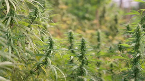 Close up of the cannabis plants Stock Footage 195623976