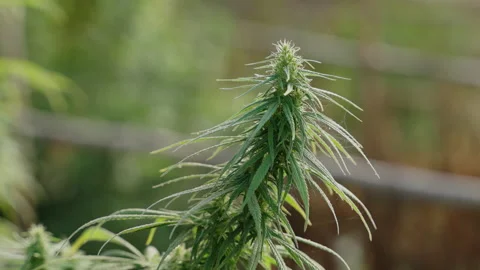 Close up of the cannabis plants Stock Footage 195624068