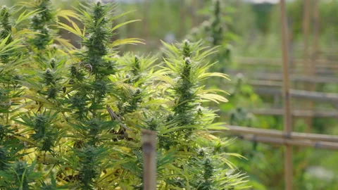 Close up of the cannabis plants Stock Footage 195624482