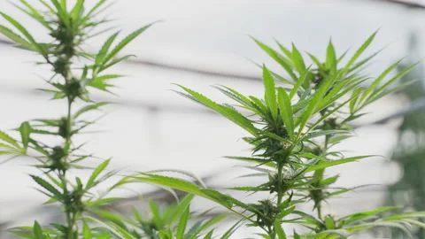 Close up of the cannabis plants Stock Footage 195624813