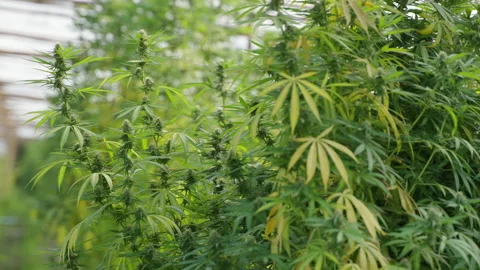 Close up of the cannabis plants Stock Footage 195625472