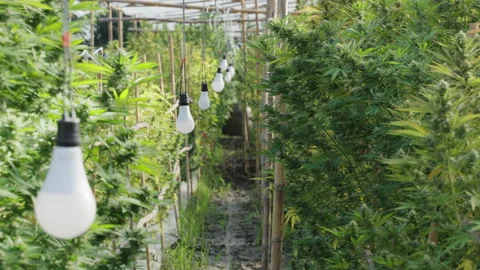 Close up of the cannabis plants Stock Footage 195664133