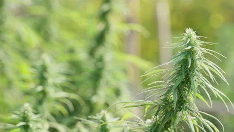 Close up of the cannabis plants Stock Footage 195664808