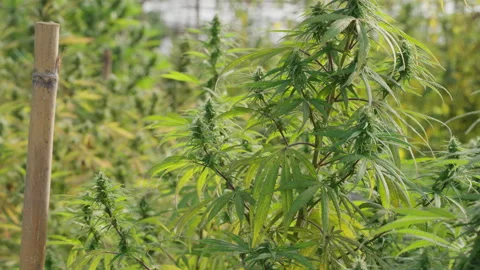 Close up of the cannabis plants Stock Footage 195665901