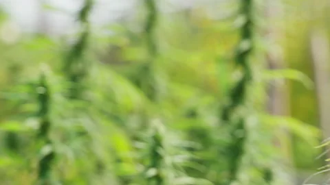 Close up of the cannabis plants Stock Footage 195665902