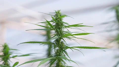 Close up of the cannabis plants Stock Footage 195670253