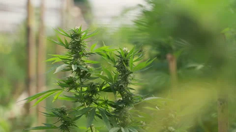 Close up of the cannabis plants Stock Footage 195671125