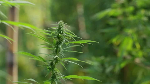 Close up of the cannabis plants Stock Footage 195671747