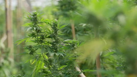 Close up of the cannabis plants Stock Footage 195672170