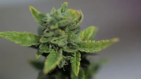 Close cannabis sprout plan on white background Stock Footage 107337605