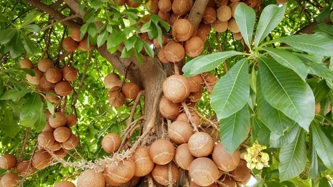 Close up of cannon ball tree flower and fruits. Stock Footage 99832995
