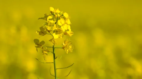 Close-up: canola field in summer in germany Stock Footage 63481396