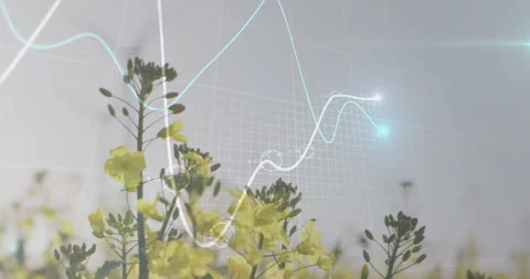 Close-up canola stem, white cyan curves fading, camera pulling back highlighting Stock Footage 310864211