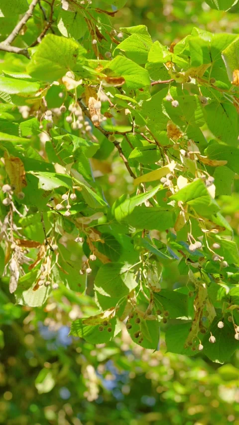 Close-up canopy of green heart-shaped leaves and dangling seed pods moving in br Stock Footage 345420628
