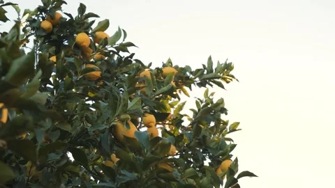 Close up on a canopy of a lemon tree full of mature yellow lemons shaking Vidéo 170426265