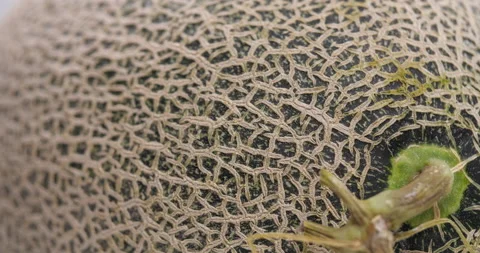 Close-up of cantaloupe melon rotating in slow motion Video stock 139098050
